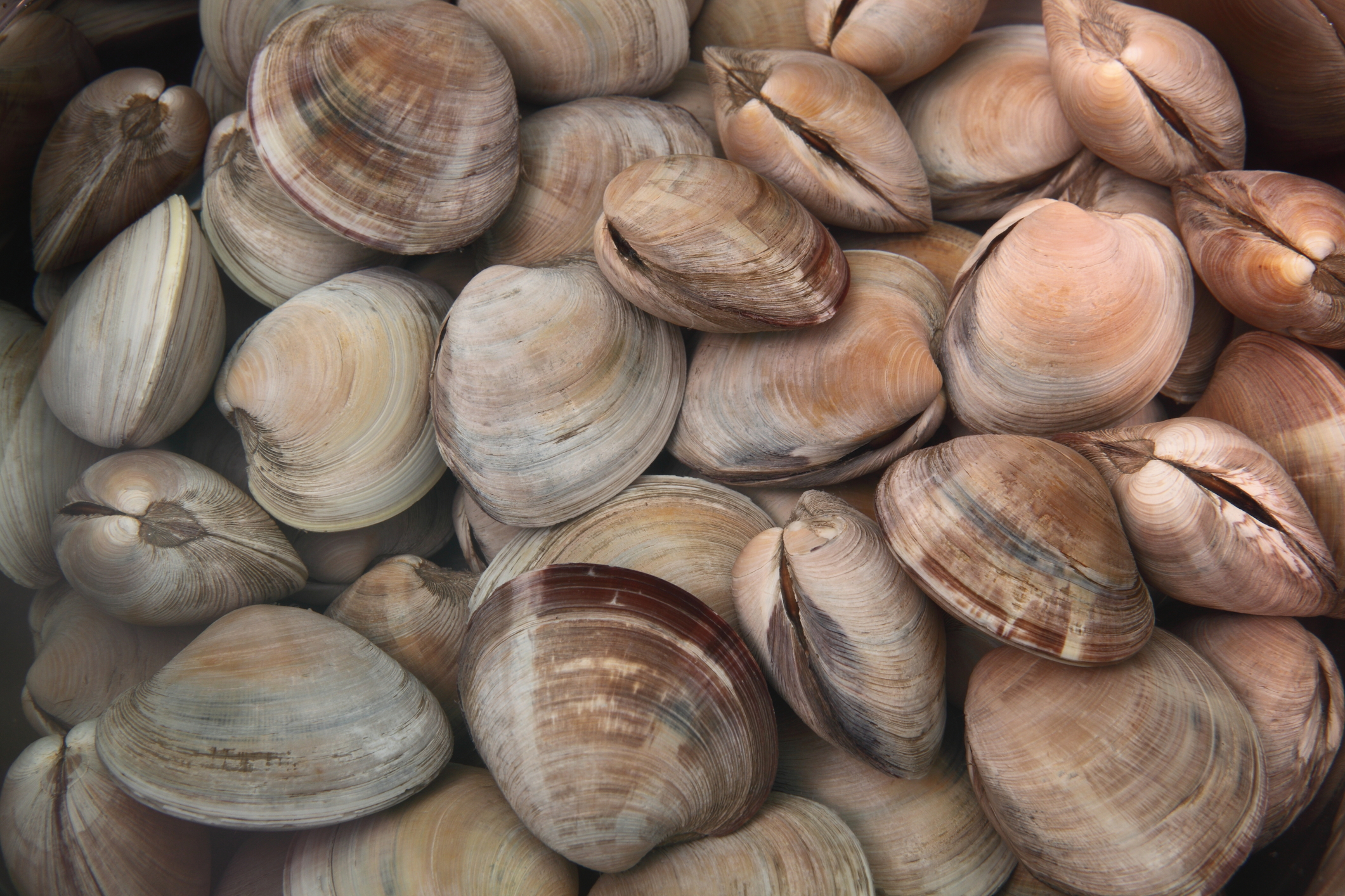 vongole